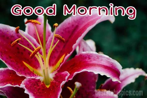 51 Good Morning Lotus Lily Flower Images Hd 2022 Best Status Pics