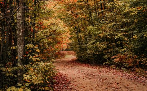 Download Wallpaper 3840x2400 Path Autumn Trees Forest 4k Ultra Hd 16