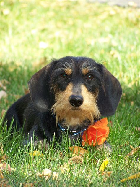 Rudi My Handsome Wirehair Dachshund Dackel Rauhhaardackel