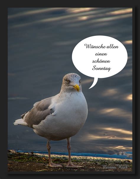 Kyriakē hēmera „tag des herrn jesus christus) ist heute im bürgerlichen kalender des deutschsprachigen raums und dem großteil der welt der. schönen Sonntag Foto & Bild | tiere, nordsee, vögel Bilder ...