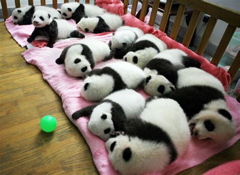 Le Foto Di Teneri Panda Che Vivono In Un Asilo Nido Bigodino