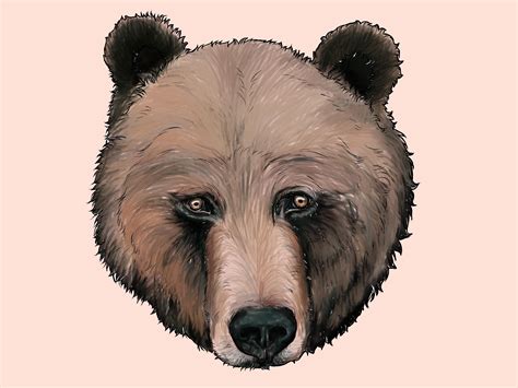 How To Draw A Grizzly Bear With Pictures Wikihow