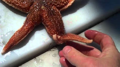 Starfish Seastars Regenerating Their Arms With Tidepool Tim Of Gulf