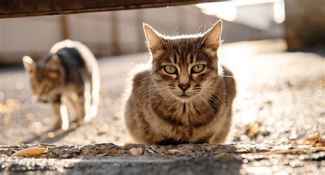 Humanely Control Feral Cat Population Ph