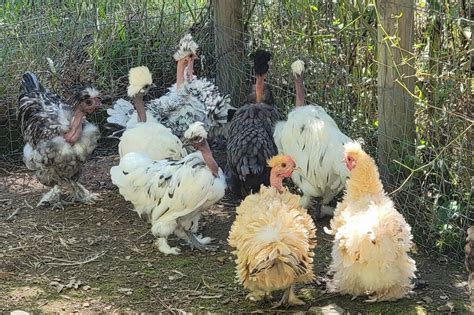 Naked Neck Frizzle Bantam Hatching Eggs Fancy Calm Pets Ebay