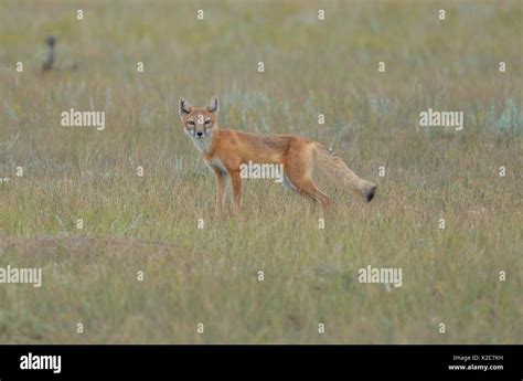 A Swift Fox Is Seen Alone Among The Prairie Grasslands August 16 2017