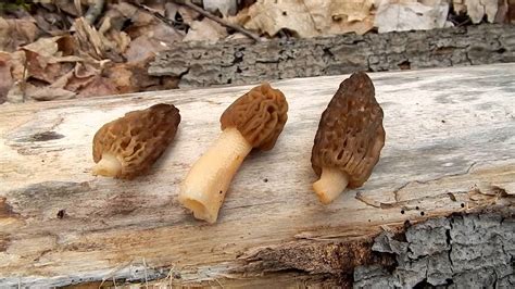 Michigan Morel Mushrooms 2016 Youtube