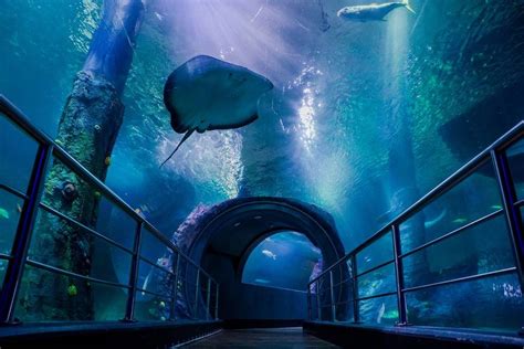 The Oceanarium At Sea Life Melbourne Aquarium Is Now Open