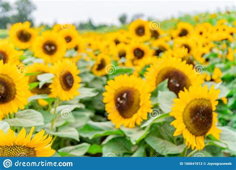 Field Of Large Sunflower Heads In The Horizon Bright Yellow And Bees