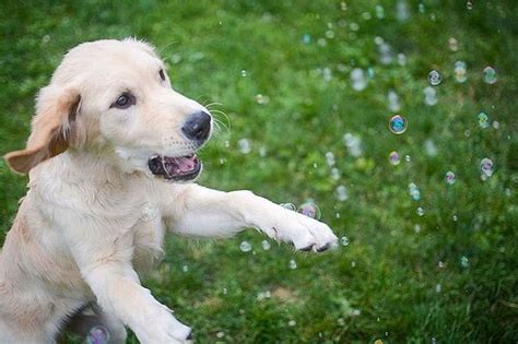 17 Best Images About Dogs N Bubbles On Pinterest The