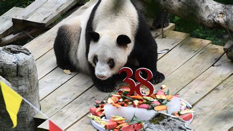 Worlds Oldest Panda In Captivity Dies Aged 38 And Four Months Ladbible