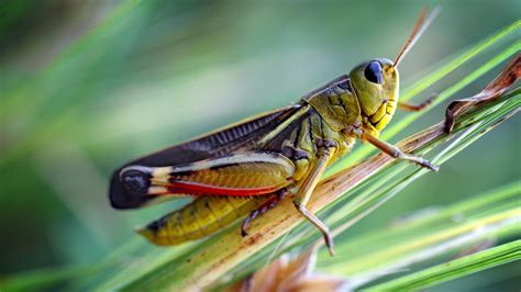 Some Grasshoppers Are Carnivores And Have Mammal Like Teeth Study