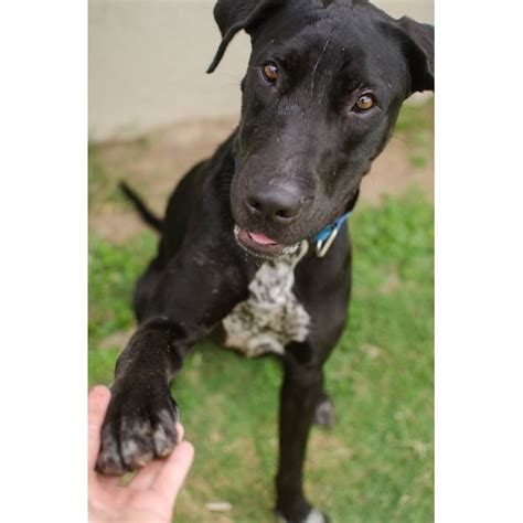 Parker Large Male Great Dane X German Shorthaired Pointer Mix Dog In