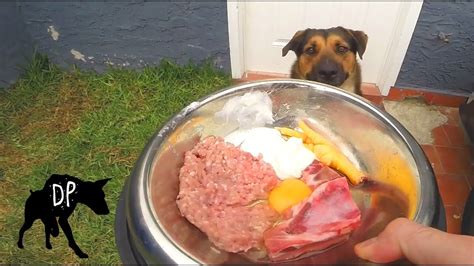 Homemade Raw Food Diet For Dogs Youtube