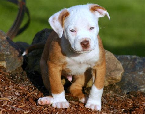 The brown color puppy has an awesome looking white and brown. Pin by Helena Mills on Pitbulls. | Red nose pitbull puppies, Pitbull puppies, Pitbull puppy care