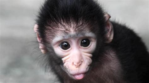 Baby Monkey Threatens To Break Internet With Cuteness