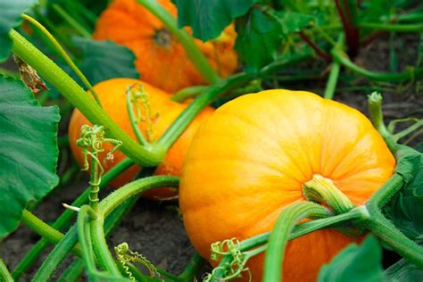 Growing Pumpkins Best Varieties Planting Troubleshooting And Harvesting