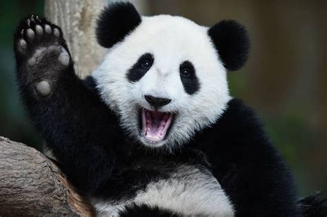 Heres Some Actual Good News Giant Pandas Are No Longer Endangered