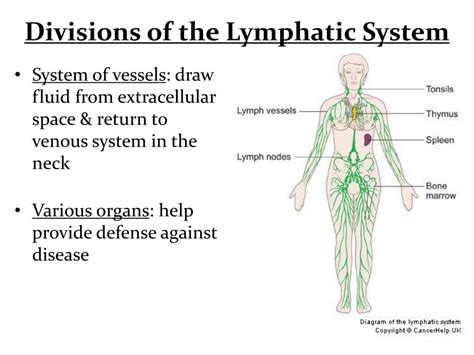 Ppt Functional Anatomy Of Lymphatic System Powerpoint Presentation My