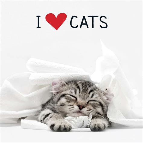 I Love Cats Book By Adams Media Official Publisher Page Simon