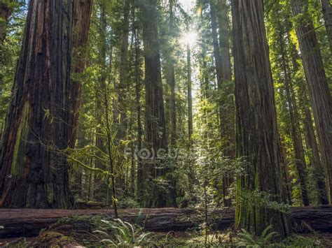 Scenic View Of Famous Redwood Forests Of Northern California