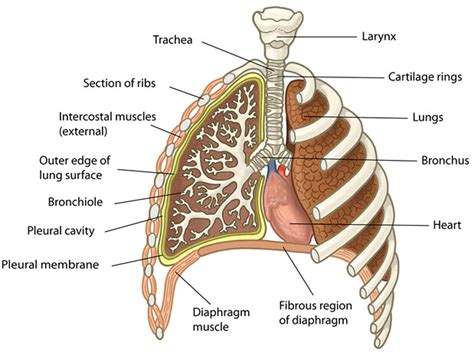 Cross Section Through The Thorax Lee Baker Flickr