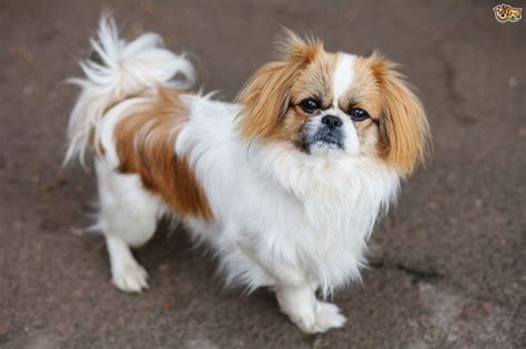 Pekingese Dog Breed Facts Highlights And Buying Advice Pets4homes