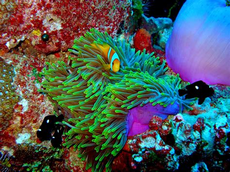 The Most Stunning Coral Reefs You Definitely Need To Visit Her Beauty