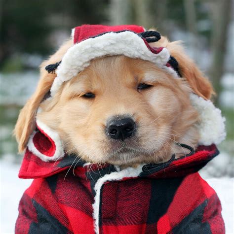 Dogs Dressed Up In Snow Clothes For Winter Are Adorable