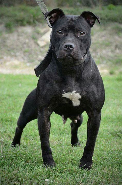 Black American Pitbull Terrier Black American Pitbull Terrier Puppy ⋆