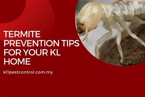 Termite Prevention Tips For Your Kl Home Expert Tips