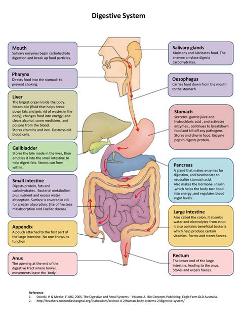 Digestive System Diagram Human Anatomy And Physiology Human