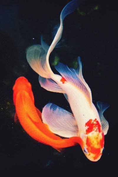 Pin By Paintdripdrip13 On Koi Fish Fish Aesthetic Fish Photography