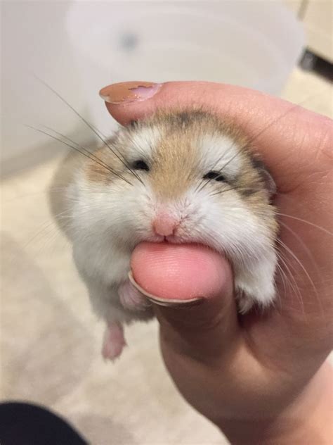 Pin By Yuki On Adorable Hamsters And More Cute Hamsters Cute Funny