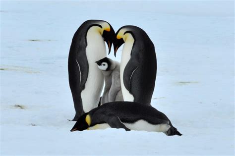 Emperor Penguins Of The Weddell Sea Antarctica Wildlife