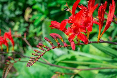 Orange Flowering Crocosmia And Buds With Rain Droplets Glistening And
