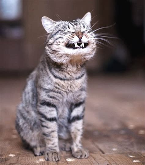 Make A Big Smiley Face And Say Cheese Kittens Whiskers