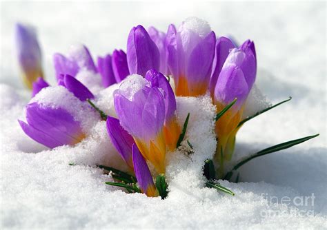 Purple Crocuses In The Snow Photograph By Sharon Talson