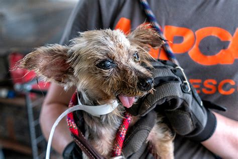 Aspca Assists In Rescuing More Than 75 Animals From Florida Cruelty