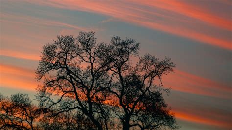 Download Wallpaper 1920x1080 Tree Branches Sky Clouds Sunset