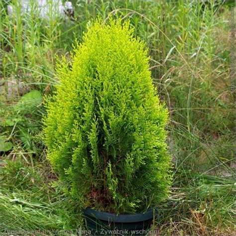 Dwarf Golden Arborvitae Star Nursery Garden And Rock Centers