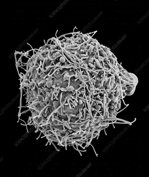 Chinese Hamster Ovary Cell Sem Stock Image C Science