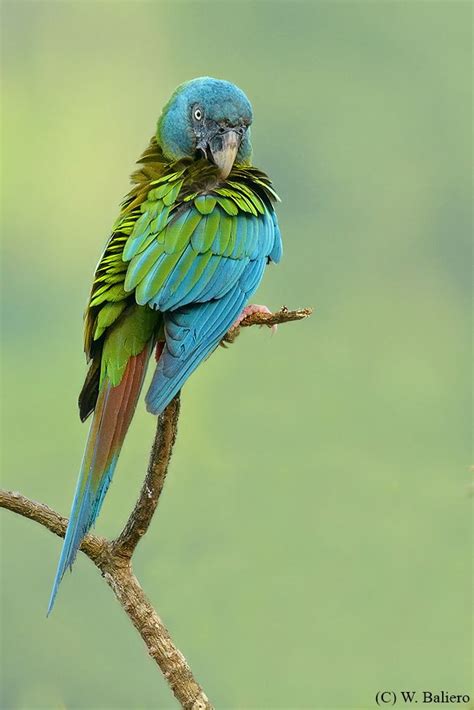 Primolius Couloni Ara Niebieskogłowa Blue Headed Macaw Vu