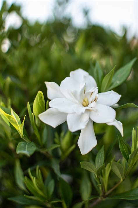 Gardenia Frost Proof 3 Can 1518 The Plant Outlet Lancaster Farms