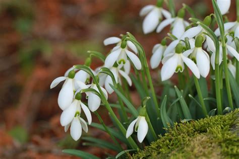 Snowdrop Spring Flower Free Photo On Pixabay