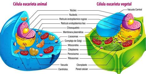 Imagenes De La Celula Animal Y Vegetal Y Sus Partes Para Colorear
