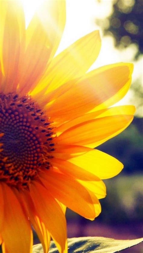 Sunflower Backgrounds Yellow Aesthetic Laptop Background 143769