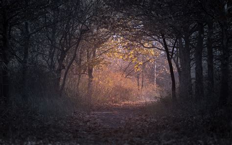 trees-branch-pathway-dark-autumn-forest-wallpaper