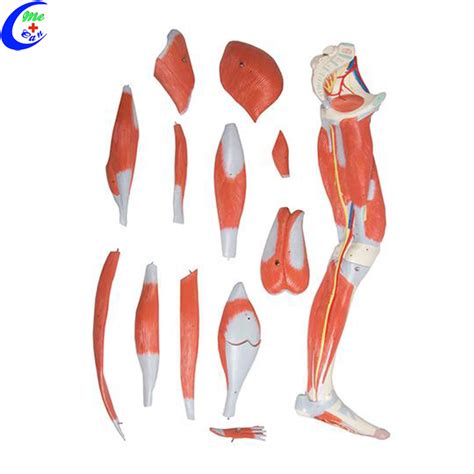 Medical Muscle Anatomical Models For Teaching China Anatomical Models