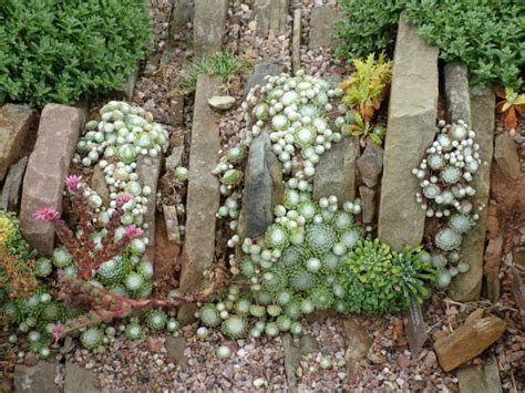 An Introduction To Growing Alpine Plants Alpine Garden Society